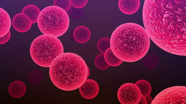 Illustration of round, bumpy, pink streptococcus bacteria, one cause of the skin infection cellulitis; dark purple background